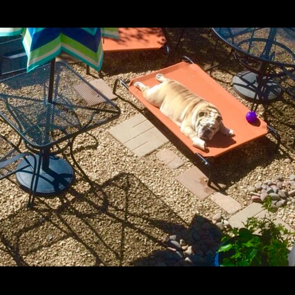 Meet your Poshers!  Chandra, Bear, and Meadow! - Picture 6 of 8